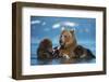 Female Brown bear with two cubs eating fish, Kamchatka-Valeriy Maleev-Framed Photographic Print