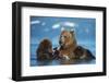 Female Brown bear with two cubs eating fish, Kamchatka-Valeriy Maleev-Framed Photographic Print