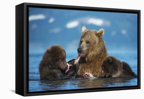 Female Brown bear with two cubs eating fish, Kamchatka-Valeriy Maleev-Framed Stretched Canvas