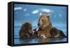 Female Brown bear with two cubs eating fish, Kamchatka-Valeriy Maleev-Framed Stretched Canvas