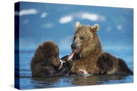 Female Brown bear with two cubs eating fish, Kamchatka-Valeriy Maleev-Stretched Canvas