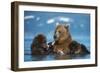 Female Brown bear with two cubs eating fish, Kamchatka-Valeriy Maleev-Framed Photographic Print