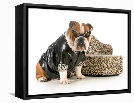 Female Bulldog Humanized With Leather Coat And Glasses Sitting Beside Couch Isolated-Willee Cole-Framed Stretched Canvas