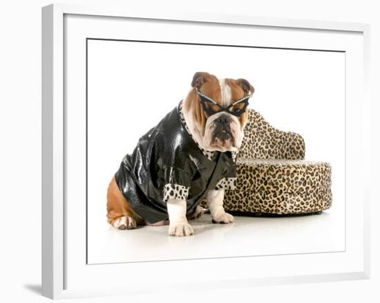 Female Bulldog Humanized With Leather Coat And Glasses Sitting Beside Couch Isolated-Willee Cole-Framed Photographic Print