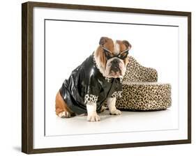 Female Bulldog Humanized With Leather Coat And Glasses Sitting Beside Couch Isolated-Willee Cole-Framed Photographic Print