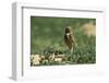 Female Burrowing Owl with 2-Week-Old Chicks-W. Perry Conway-Framed Photographic Print