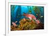 Female California sheephead in Giant kelp, California, USA-David Fleetham-Framed Photographic Print