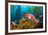 Female California sheephead in Giant kelp, California, USA-David Fleetham-Framed Photographic Print