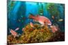 Female California sheephead in Giant kelp, California, USA-David Fleetham-Mounted Photographic Print