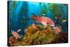 Female California sheephead in Giant kelp, California, USA-David Fleetham-Stretched Canvas