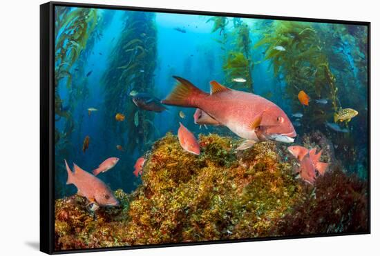 Female California sheephead in Giant kelp, California, USA-David Fleetham-Framed Stretched Canvas