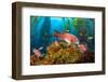 Female California sheephead in Giant kelp, California, USA-David Fleetham-Framed Photographic Print