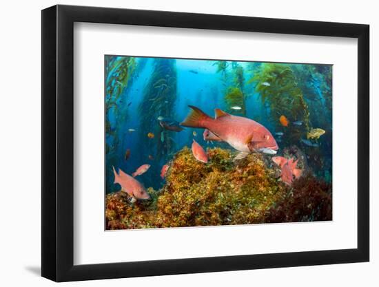 Female California sheephead in Giant kelp, California, USA-David Fleetham-Framed Photographic Print