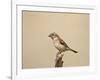 Female Cape Sparrow (Passer Melanurus)-James Hager-Framed Photographic Print