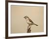 Female Cape Sparrow (Passer Melanurus)-James Hager-Framed Photographic Print