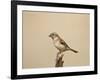 Female Cape Sparrow (Passer Melanurus)-James Hager-Framed Photographic Print