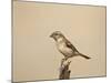 Female Cape Sparrow (Passer Melanurus)-James Hager-Mounted Photographic Print