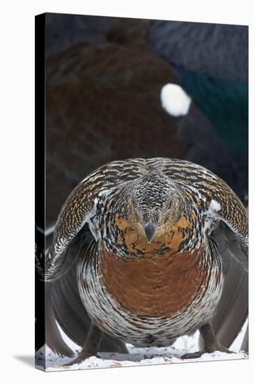 Female Capercaillie (Tetrao Urogallus) Ready to Mate, Vaala, Finland, May-Markus Varesvuo-Stretched Canvas