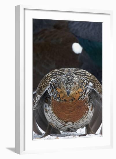 Female Capercaillie (Tetrao Urogallus) Ready to Mate, Vaala, Finland, May-Markus Varesvuo-Framed Photographic Print