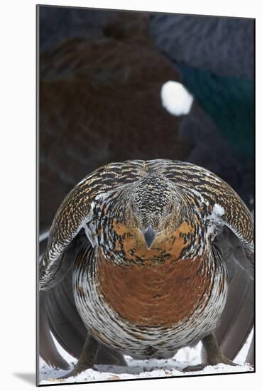 Female Capercaillie (Tetrao Urogallus) Ready to Mate, Vaala, Finland, May-Markus Varesvuo-Mounted Photographic Print