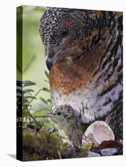 Female Capercaillie (Tetrao Urogallus) with Newly Hatched Chick on Nest, Kuhmo, Finland, June-Markus Varesvuo-Stretched Canvas