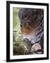 Female Capercaillie (Tetrao Urogallus) with Newly Hatched Chick on Nest, Kuhmo, Finland, June-Markus Varesvuo-Framed Photographic Print