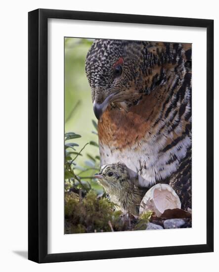 Female Capercaillie (Tetrao Urogallus) with Newly Hatched Chick on Nest, Kuhmo, Finland, June-Markus Varesvuo-Framed Photographic Print