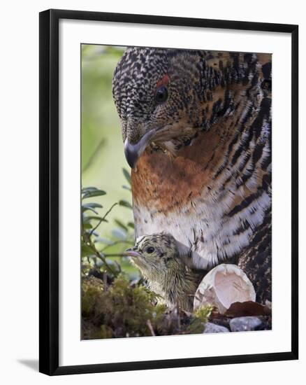 Female Capercaillie (Tetrao Urogallus) with Newly Hatched Chick on Nest, Kuhmo, Finland, June-Markus Varesvuo-Framed Photographic Print