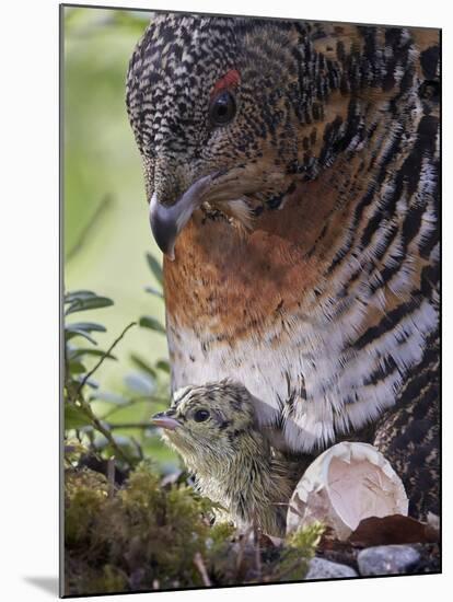 Female Capercaillie (Tetrao Urogallus) with Newly Hatched Chick on Nest, Kuhmo, Finland, June-Markus Varesvuo-Mounted Photographic Print
