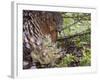 Female Capercaillie (Tetrao Urogallus) with Three Chicks, Kuhmo, Finland, June-Markus Varesvuo-Framed Photographic Print
