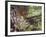 Female Capercaillie (Tetrao Urogallus) with Three Chicks, Kuhmo, Finland, June-Markus Varesvuo-Framed Photographic Print