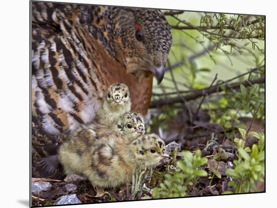 Female Capercaillie (Tetrao Urogallus) with Three Chicks, Kuhmo, Finland, June-Markus Varesvuo-Mounted Photographic Print