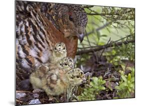 Female Capercaillie (Tetrao Urogallus) with Three Chicks, Kuhmo, Finland, June-Markus Varesvuo-Mounted Photographic Print