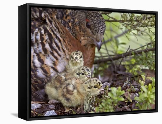 Female Capercaillie (Tetrao Urogallus) with Three Chicks, Kuhmo, Finland, June-Markus Varesvuo-Framed Stretched Canvas