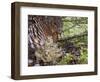 Female Capercaillie (Tetrao Urogallus) with Three Chicks, Kuhmo, Finland, June-Markus Varesvuo-Framed Photographic Print