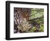 Female Capercaillie (Tetrao Urogallus) with Three Chicks, Kuhmo, Finland, June-Markus Varesvuo-Framed Photographic Print