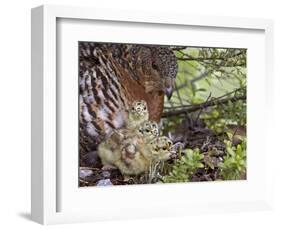 Female Capercaillie (Tetrao Urogallus) with Three Chicks, Kuhmo, Finland, June-Markus Varesvuo-Framed Photographic Print