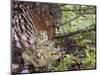 Female Capercaillie (Tetrao Urogallus) with Three Chicks, Kuhmo, Finland, June-Markus Varesvuo-Mounted Photographic Print