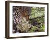 Female Capercaillie (Tetrao Urogallus) with Three Chicks, Kuhmo, Finland, June-Markus Varesvuo-Framed Photographic Print