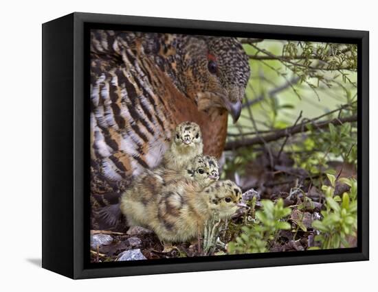 Female Capercaillie (Tetrao Urogallus) with Three Chicks, Kuhmo, Finland, June-Markus Varesvuo-Framed Stretched Canvas