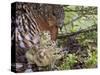 Female Capercaillie (Tetrao Urogallus) with Three Chicks, Kuhmo, Finland, June-Markus Varesvuo-Stretched Canvas