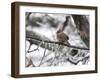 Female Cardinal Braving the Cold-Jai Johnson-Framed Giclee Print