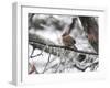 Female Cardinal Braving the Cold-Jai Johnson-Framed Giclee Print