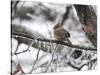 Female Cardinal Braving the Cold-Jai Johnson-Stretched Canvas