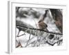 Female Cardinal Braving the Cold-Jai Johnson-Framed Giclee Print