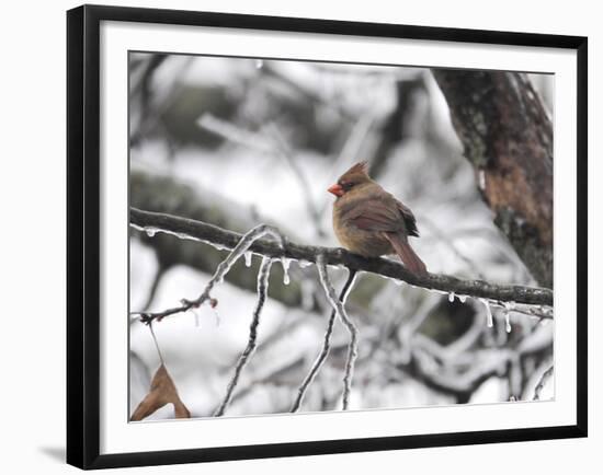 Female Cardinal Braving the Cold-Jai Johnson-Framed Giclee Print