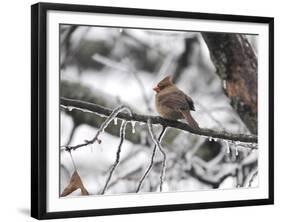 Female Cardinal Braving the Cold-Jai Johnson-Framed Giclee Print