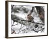 Female Cardinal Braving the Cold-Jai Johnson-Framed Giclee Print