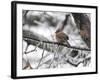 Female Cardinal Braving the Cold-Jai Johnson-Framed Giclee Print