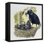 Female Carrion Crow (Corvus Corone) Feeding Her Chicks at Nest, Corvidae-null-Framed Stretched Canvas